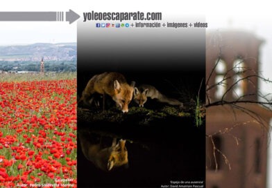 Blanca Lorza, David Amatriain y Pedro Soldevilla ganan el VI Concurso fotográfico de Turismo de naturaleza ‘Ciudad de Calahorra’