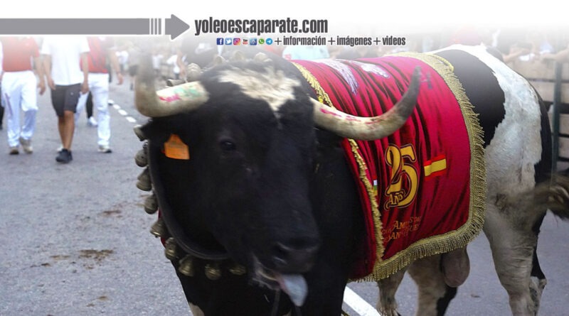 Rincón de Soto vivió sus Fiestas de San Miguel con tradición, música y festejos taurinos