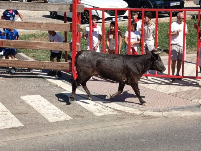 Fiestas de Alfaro. Martes 18 de Agosto