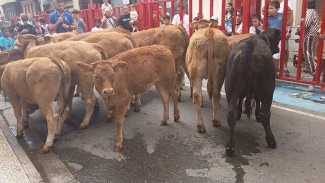 Fiestas del Burgo en Alfaro