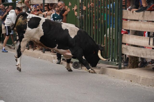 Toro de San Miguel Rincón de Soto 2026