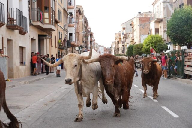 Toro de San Miguel Rincón de Soto 2026