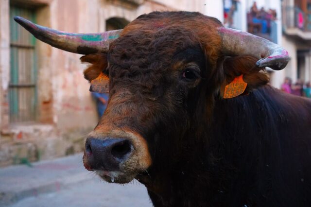 Toro de San Miguel Rincón de Soto 2026