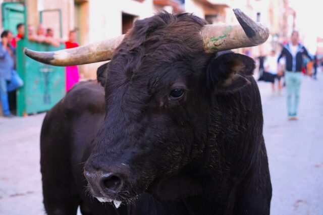 Toro de San Miguel Rincón de Soto 2026